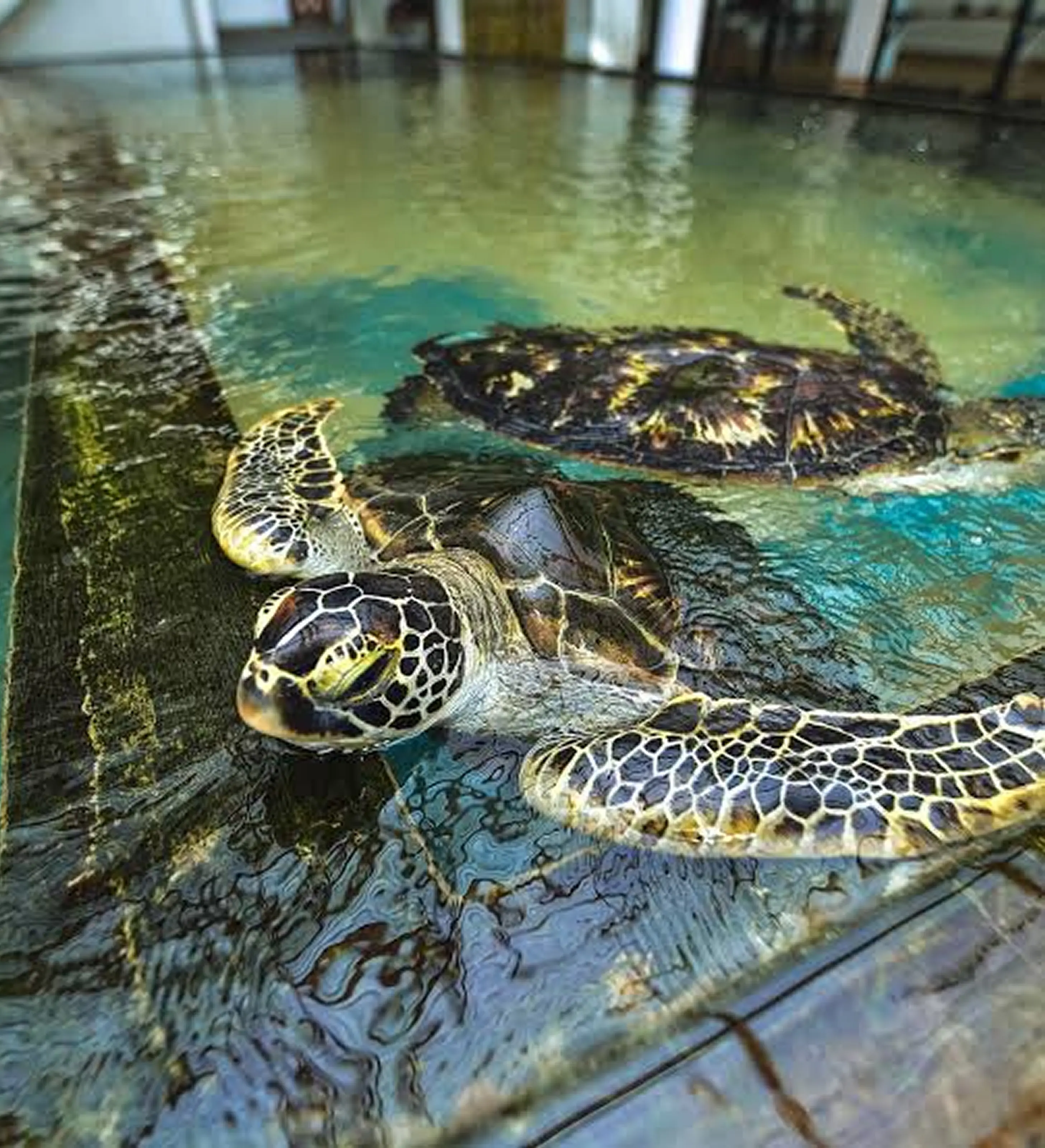 Turtle Watching